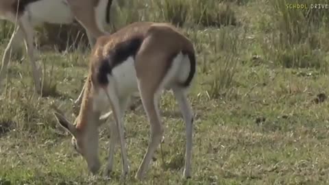 sunrise - Over to Brent with graceful Gazelle