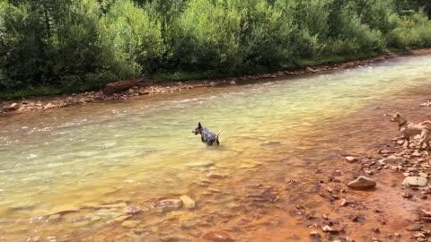 ZIPPY Swimming in the Rocky Mountains!!