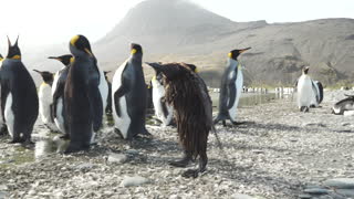 Muddy Penguin Chick Has a Bad Hair Day