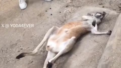 Baby kangaroo asks for more belly rubs..🦘