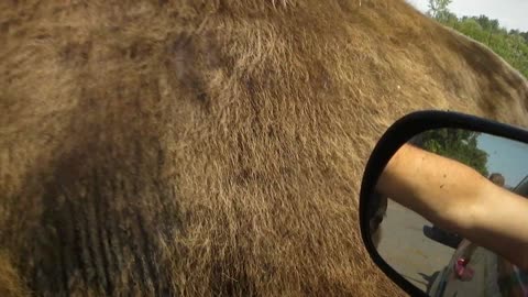 Bison just chillin at the Park Safari in Hemmingford, Quebec, Canada