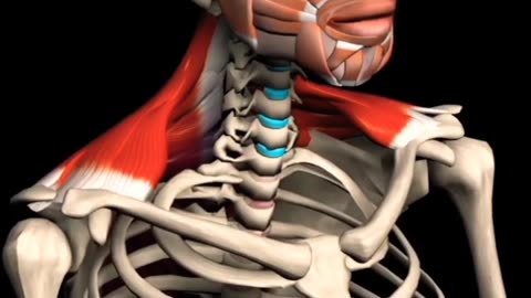 Trapezius Muscle 3D Animation | Medical | Human Muscle