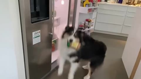 Dog using everything video 2022