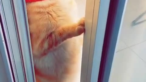 Viral cat funny video tiktok trending