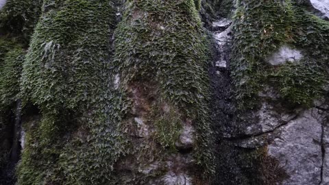 Relaxing Sound of Rain and Wind in Forest