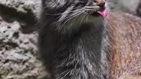 Pallas’ cat sticking it’s tongue out 😊