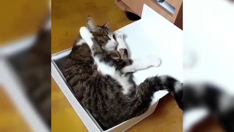 funny and cute cat