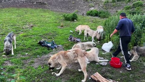 One Incredible Day Of An Azerbaijani Shepherd In The Mountains! Find Out This Wonderful Feeling