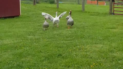 Mickey, el ganso, corre en busca de un abrazo