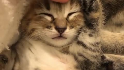 Caress the little cat while he is sleeping