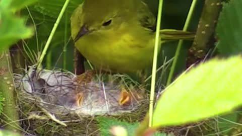 Yellow Warbler feeding worms to chicks