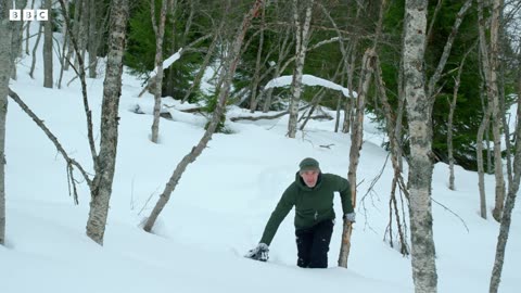 Polar Bears: Masters Of The Snow | Snow Animals | BBC Earth