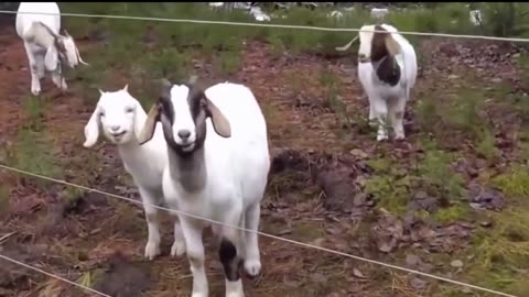 Animals Getting Shocked with Funny Sound Effects!!