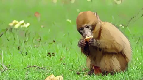 2 HOURS of Cute Monkey