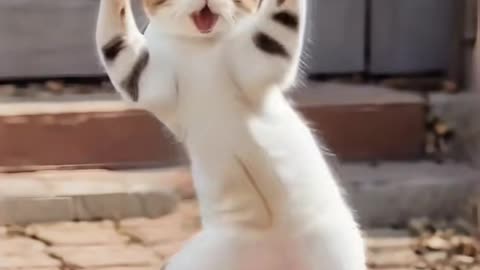 Cat dance