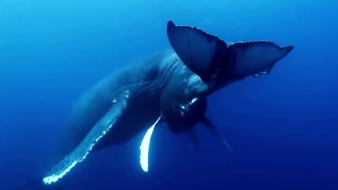 Humpback Whale | Aquatic | Migration | No Copyright Video | Stock Footage