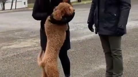 Animals Reunited With Owners AFTER YEARS!