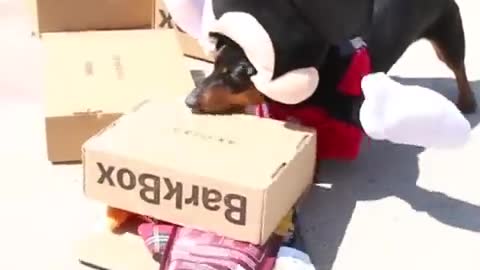 Dog in Mickey Mouse Costume, Part 2