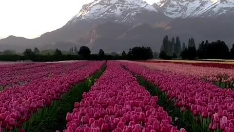 Beautiful sea of flowers