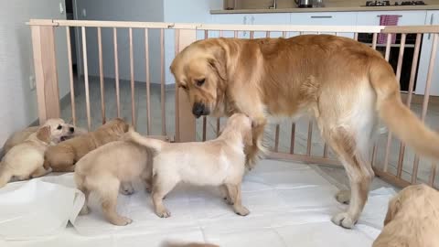 Poor Golden Retriever Was Attacked by Tiny Kittens in a Dog Bed