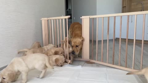 Golden Retriever Dad Meets His 11 Puppies