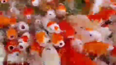 cute little nemo fishes