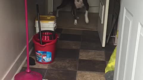 Mom Leads Puppy Pack Outside to Play