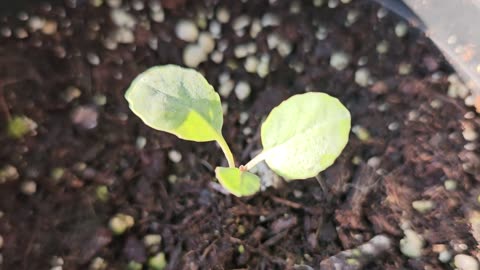 Growing Broccoli and Cauliflower in 1 Gallon Pots