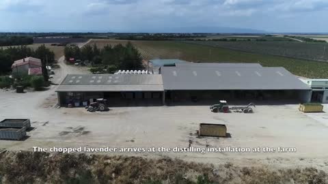 Lavender Harvest & Oil Distillation | Valensole - Provence - France 🇫🇷| large and small scale