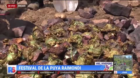 La época ideal para ver florecer a la Puya Raimondi: Danza y gastronomía en honor a la naturaleza