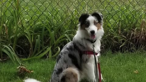 Cable vs Squeaky toy