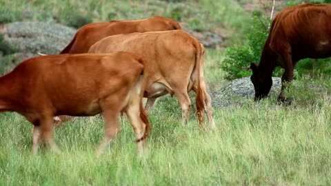 A herd of fierce cows