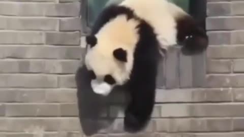 Funny videos of panda