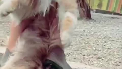 Purrfectly Adorable: A Compilation of the Cutest Cat Videos Ever