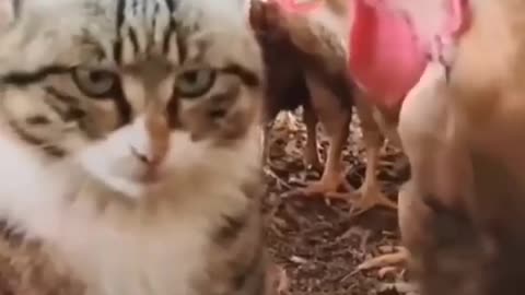 funny and cute cats