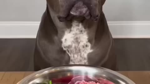 Raw beef diet for dogs