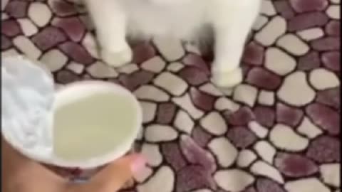 When cat meet food they don’t like