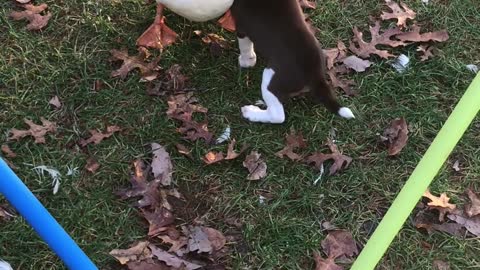 Dog And Duck Are The Best of Friends