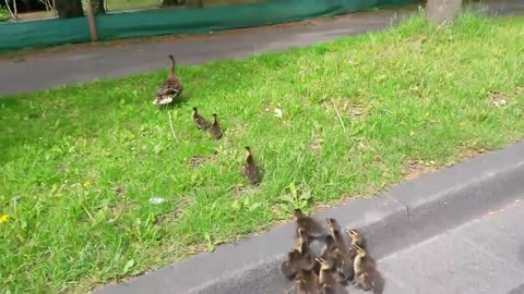 Saving a duck family crossing a busy street in Cologne