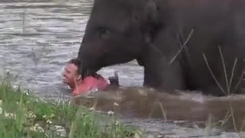 This baby elephant went to rescue a man in a river ❤️