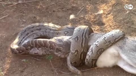 Lions vs Big Python Snake Real Fight #wildanimals #wild #animals #animalsvideo