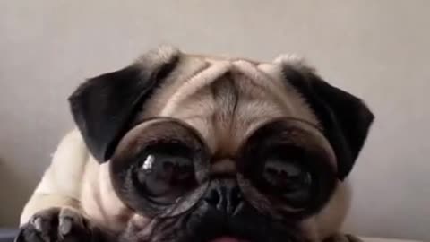 Dog wearing glasses.CUTE AND FUNNY DOG