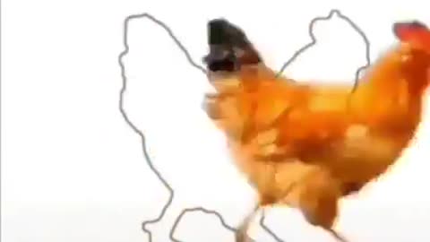 Hen comedy song video