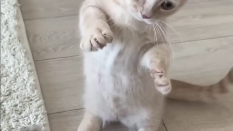 Funny Cats 2022 _ watch this to forget your tough day 🐈