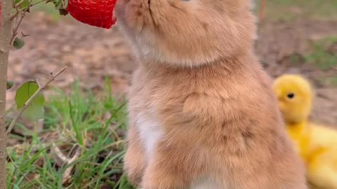 Little_Rabbit_Eating____#cute_#animalovers