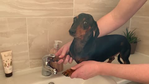 Puppy Knows He Has To Keep Those Paws Clean!