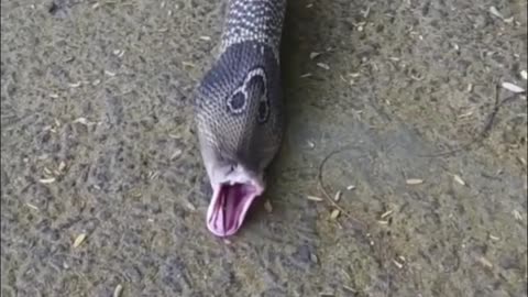 Snake Eaten Big Lizard and Vomited Must Watch