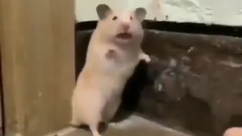 cowardly hamster