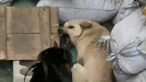 Funny Puppies Fight VS Chicken