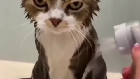 Cat is angry while bathing.